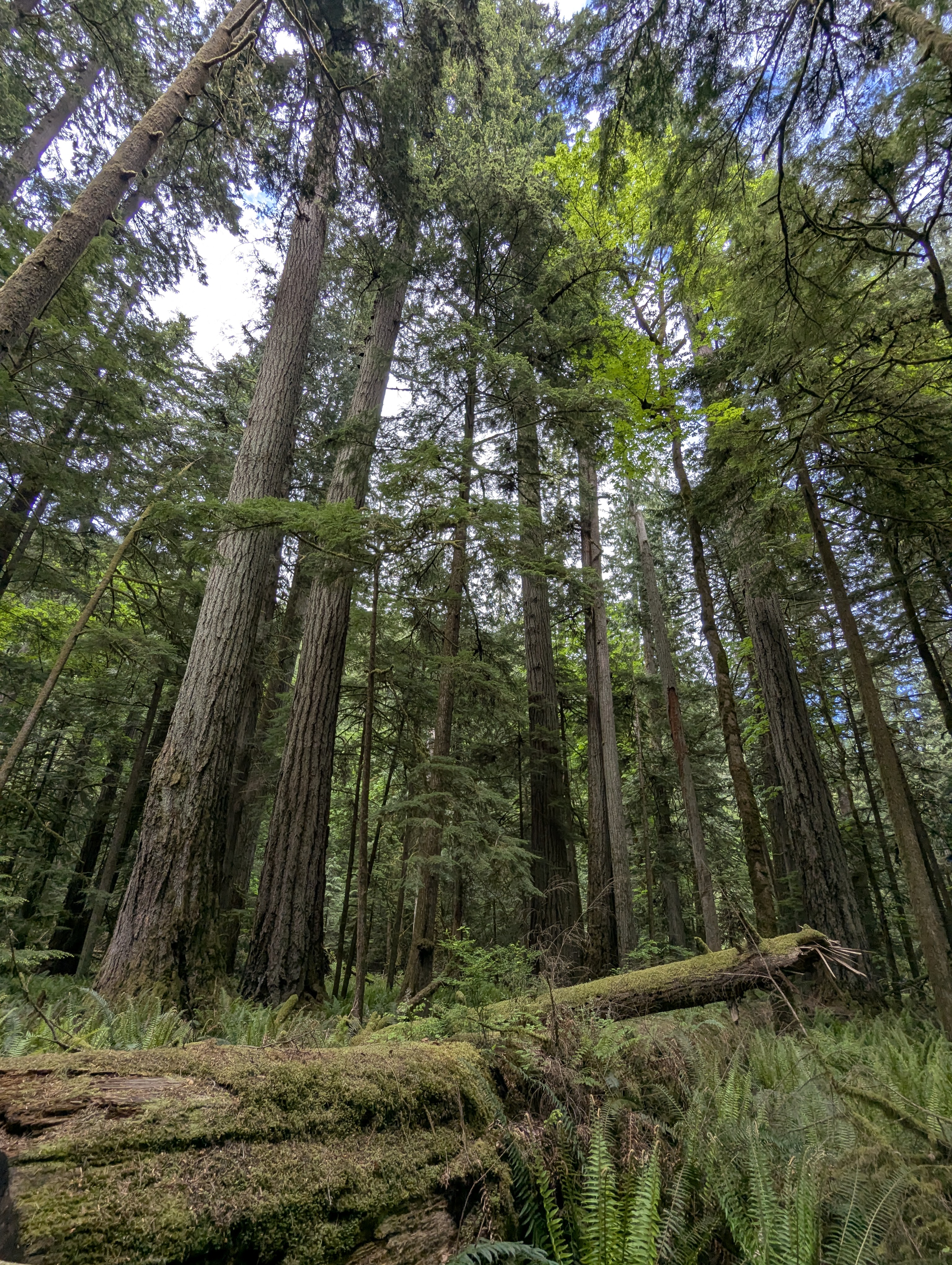 Birthday Trip to Canada, Cathedral Grove, Vancouver Island